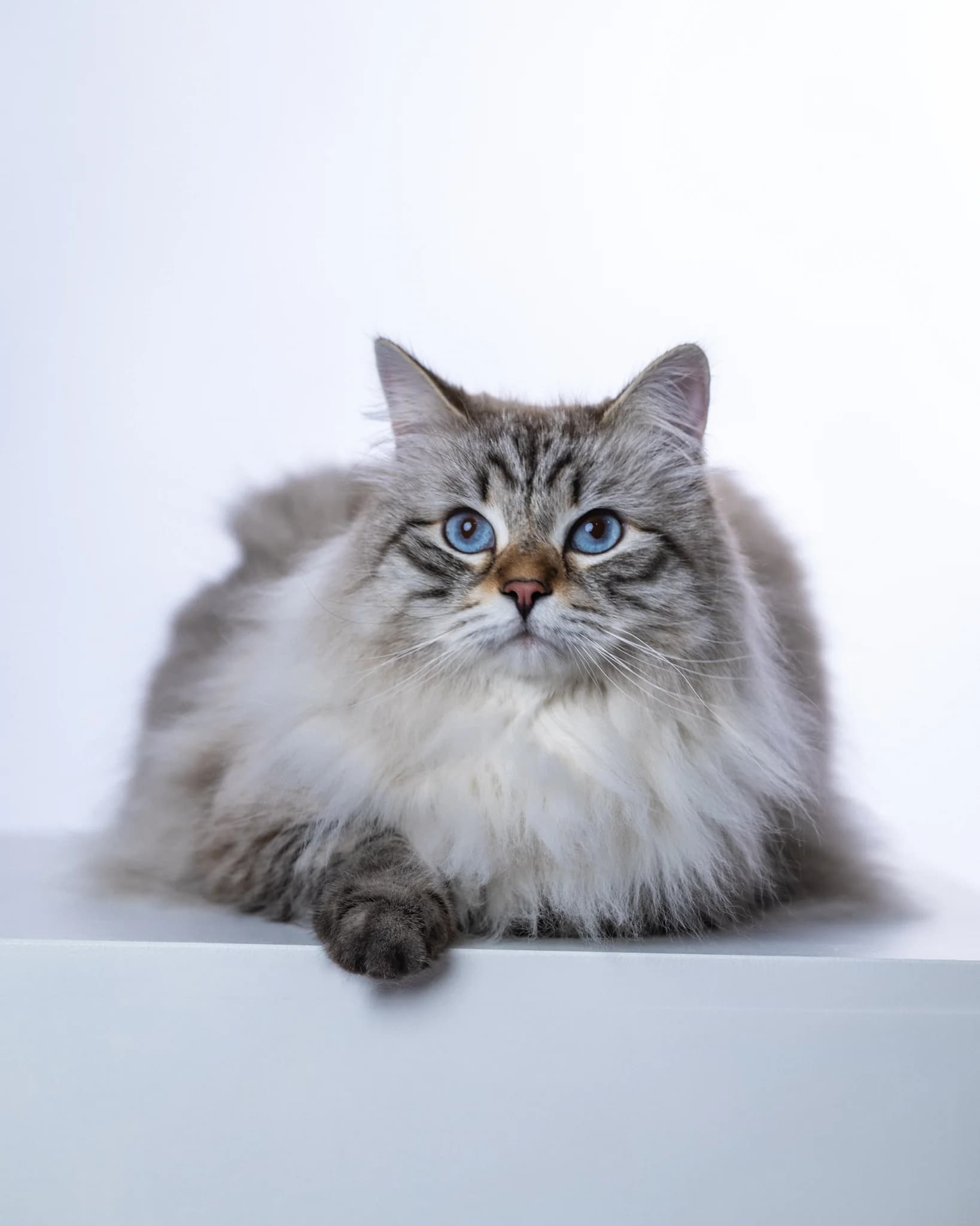 Kot Bacon Neva Masquerade - sesja fotograficzna ZwierzoKadr Białystok