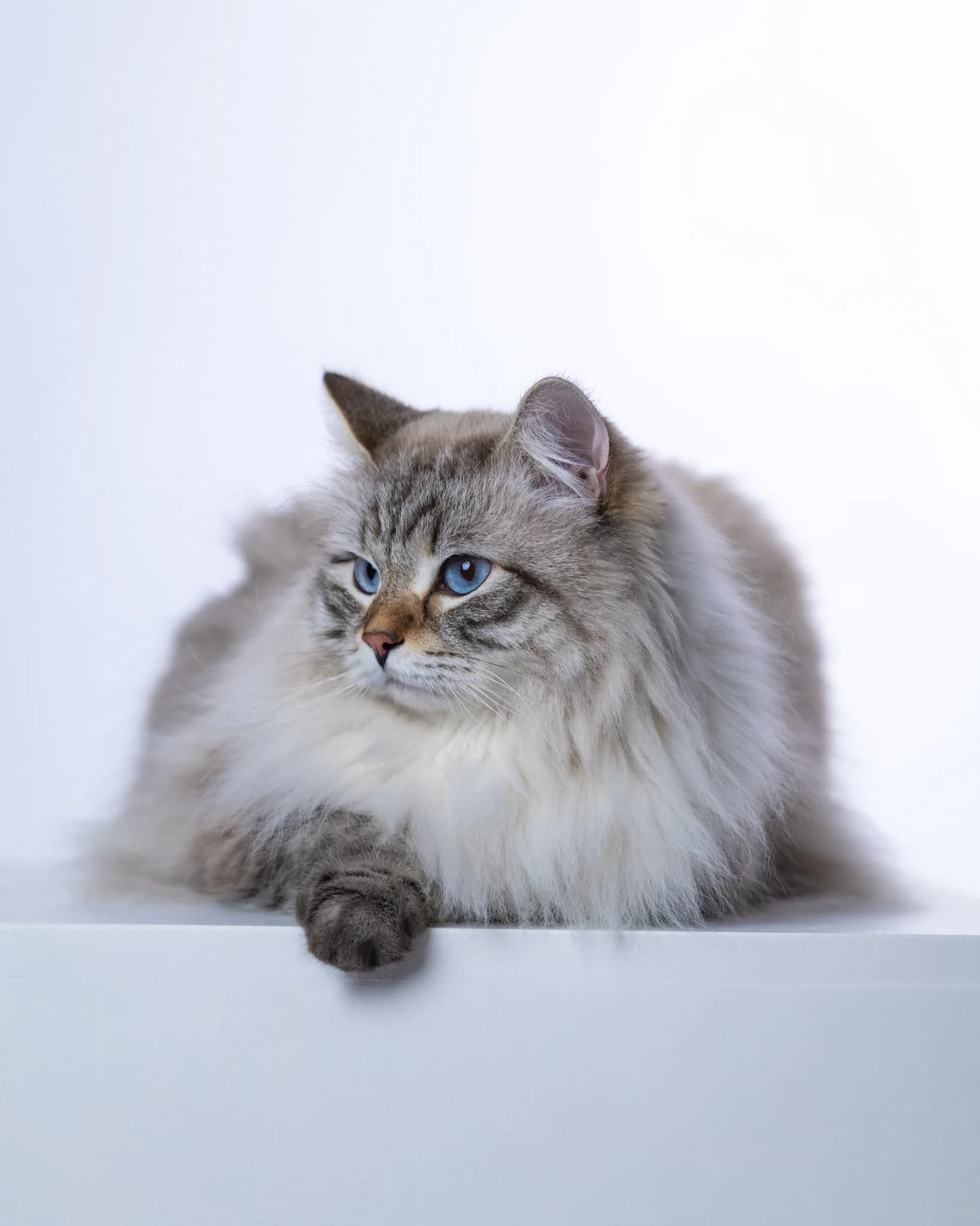 Bacon kot Neva Masquerade - portret studyjny Białystok