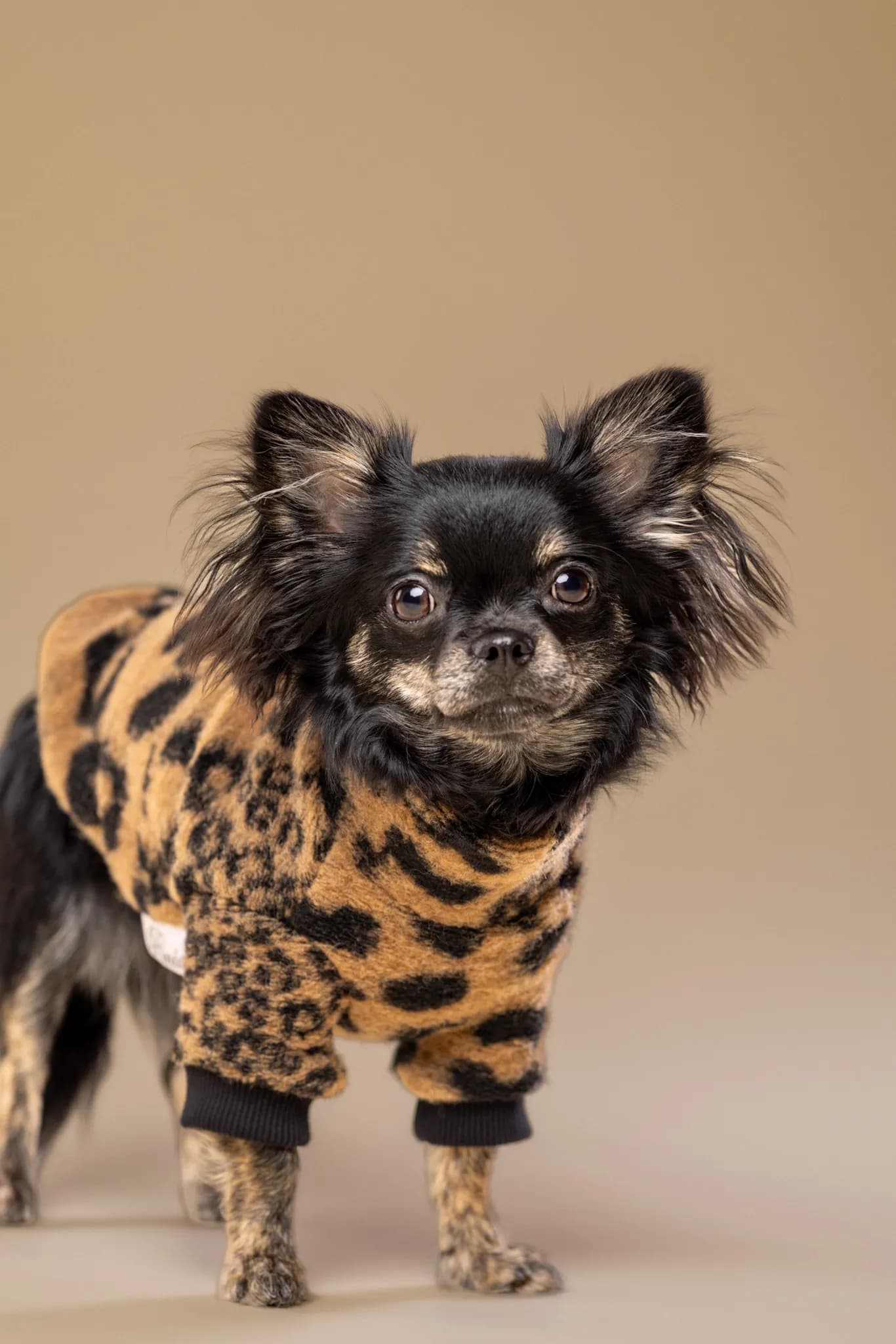 Chihuahua w panterce - sesja studyjna ZwierzoKadr Białystok