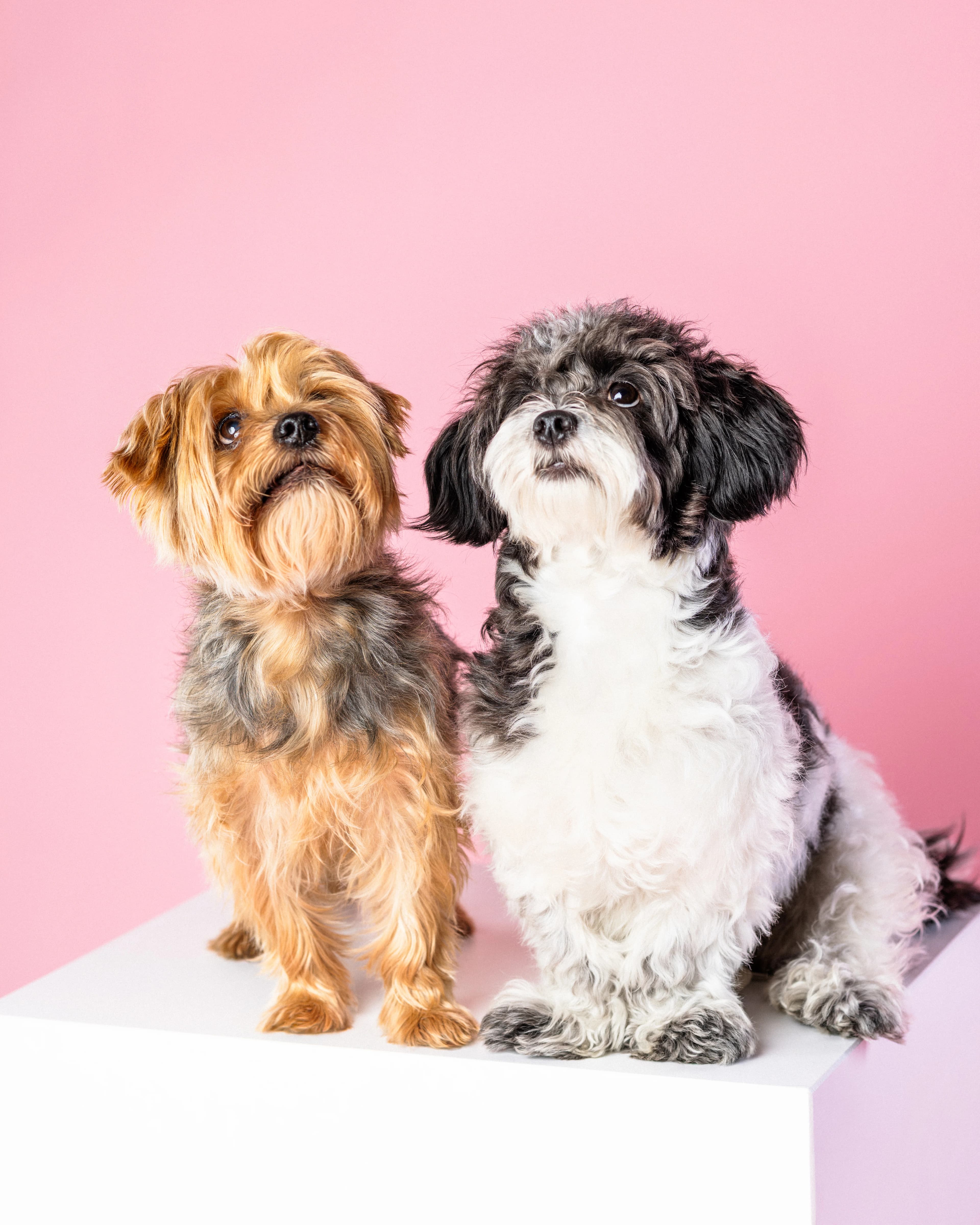 Dwa psy razem - sesja studyjna ZwierzoKadr Białystok