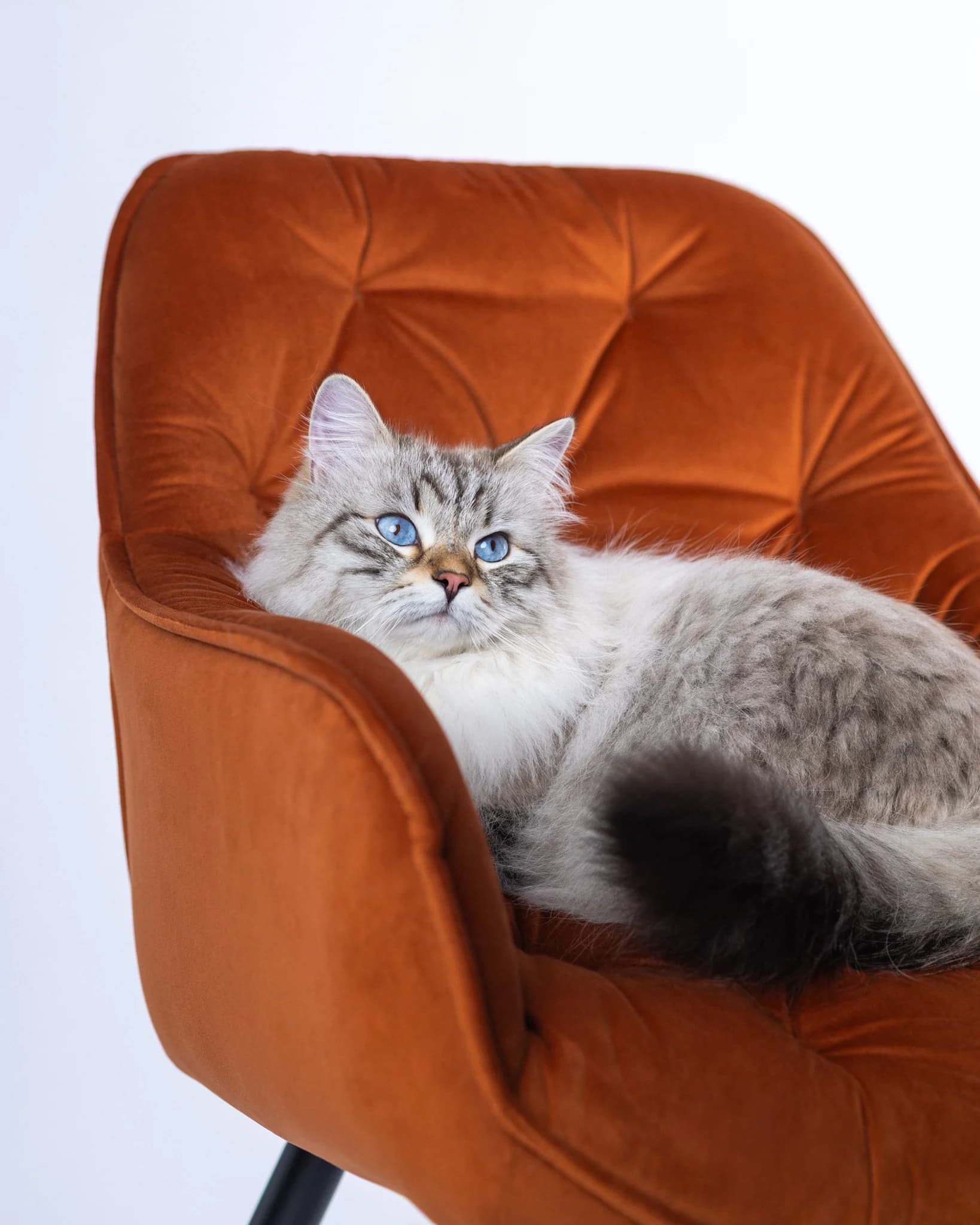 Fotograf kotów Białystok - kot syberyjski Neva Masquerade Bacon sesja studyjna