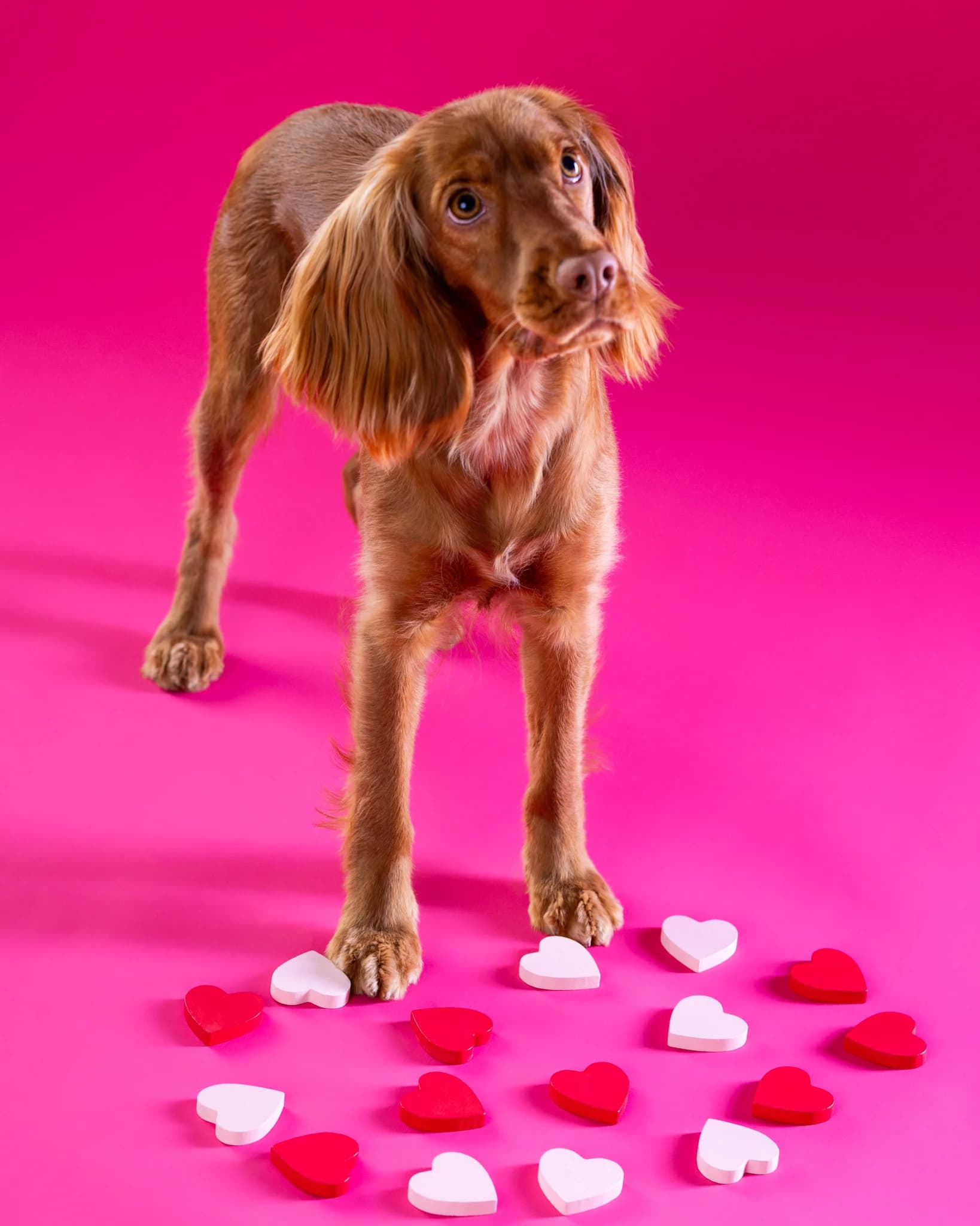 Fotograf psów Białystok - walentynkowa sesja Cocker Spaniel Nela ZwierzoKadr