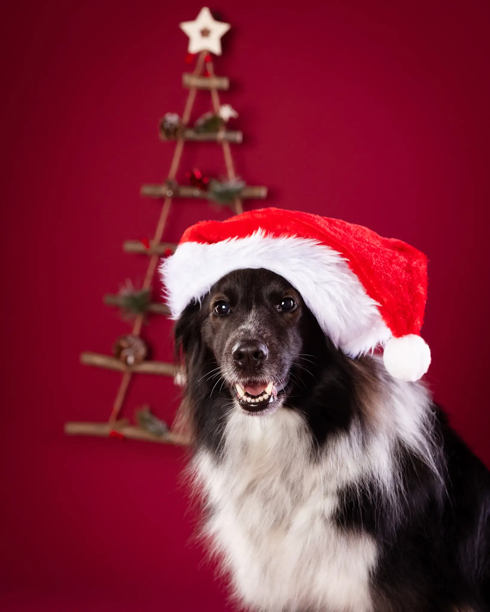 Fotograf zwierząt - sesja świąteczna Białystok