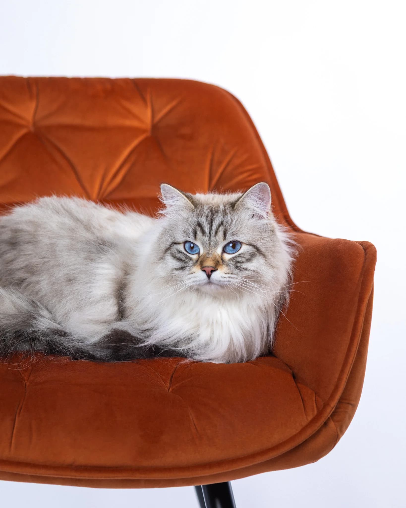 Kot syberyjski Neva Masquerade Bacon - sesja w studio ZwierzoKadr