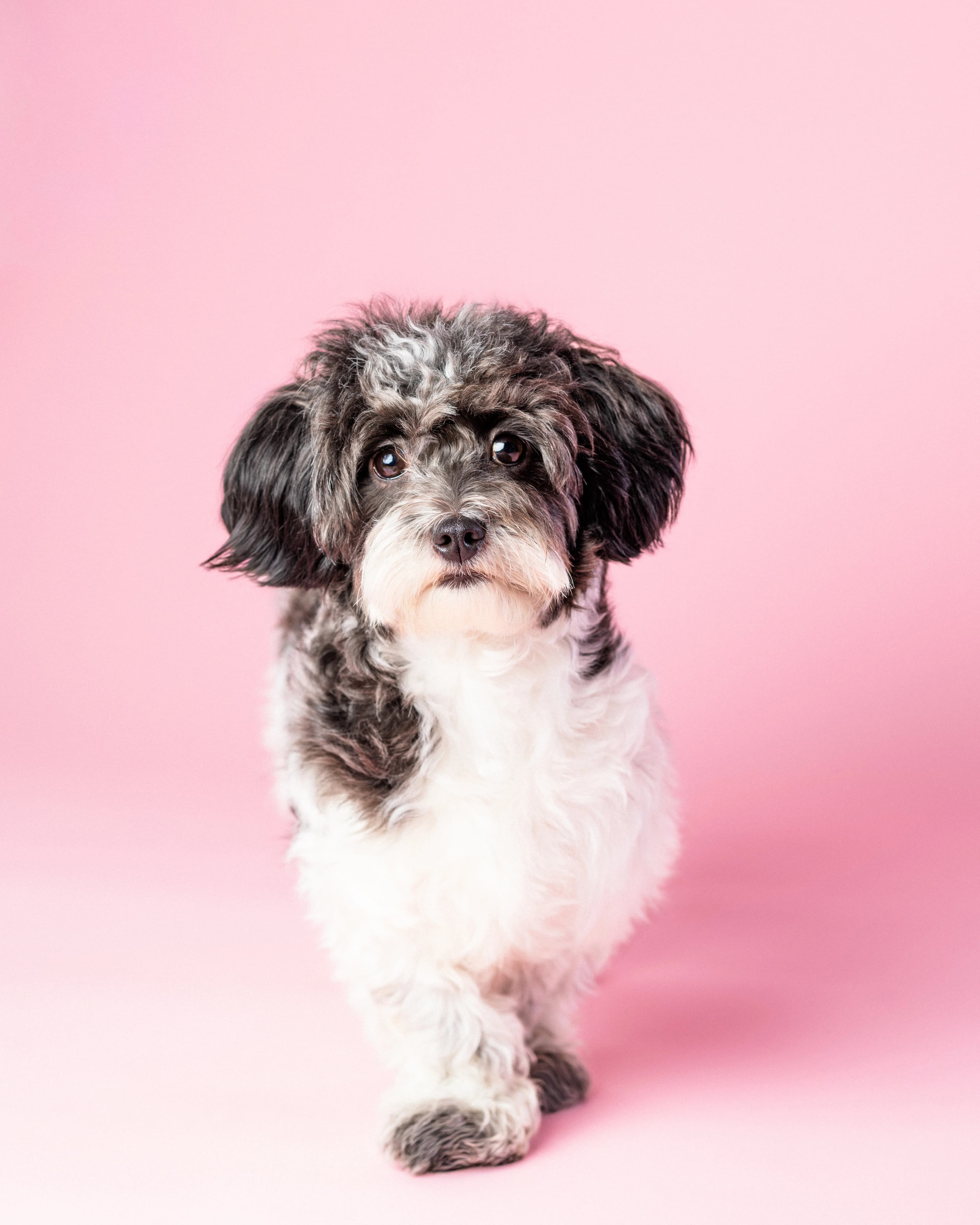 Pies całe ciało różowe tło - fotograf zwierząt ZwierzoKadr Białystok