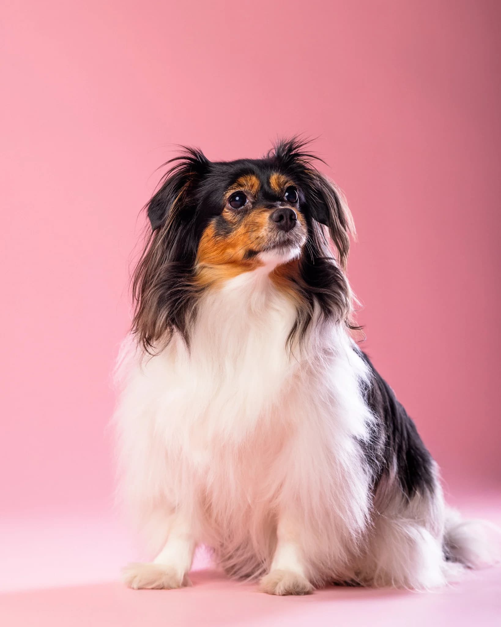 Pies całe ciało - sesja w studio ZwierzoKadr Białystok