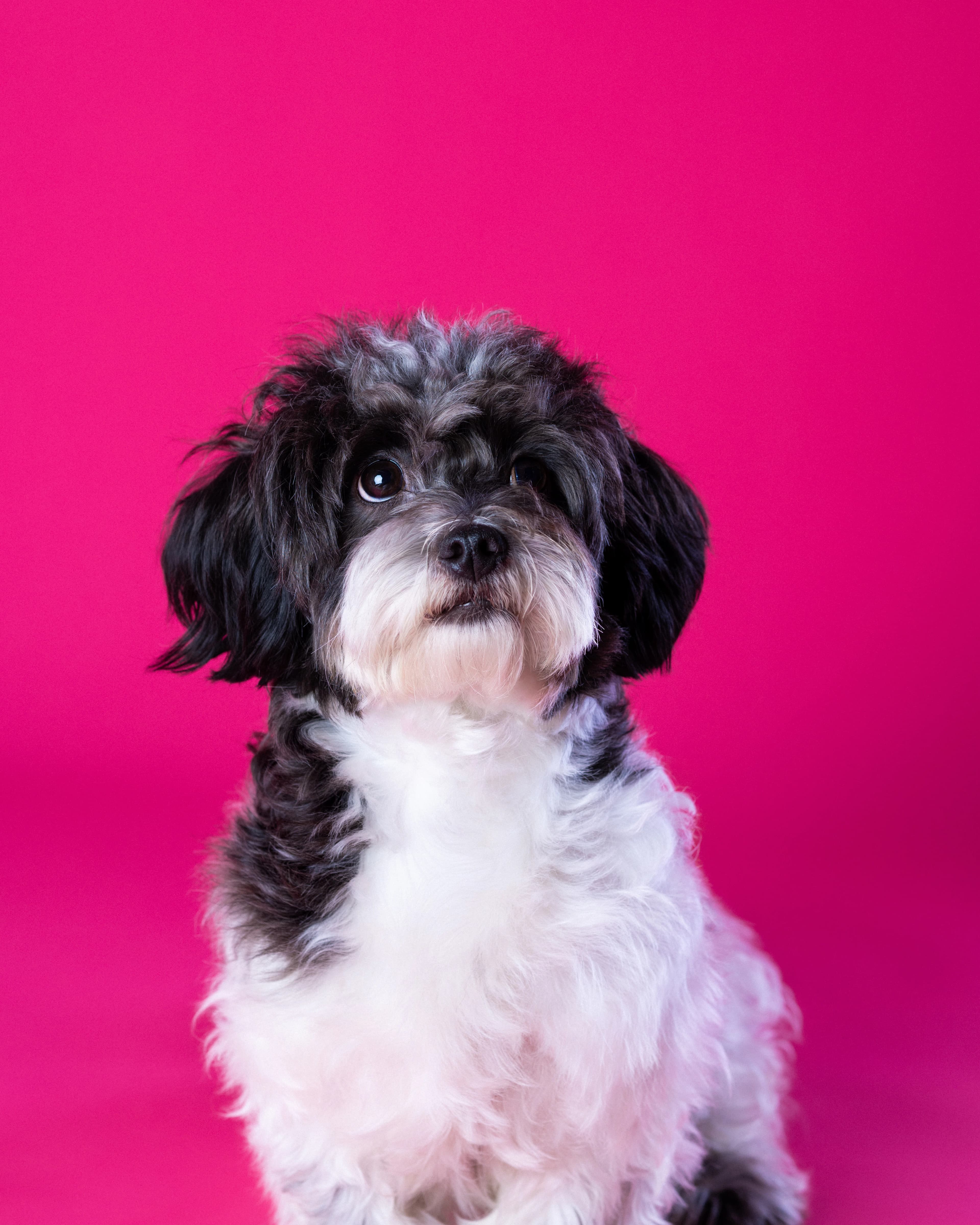Pies czarno-biały na różowym tle - sesja studyjna ZwierzoKadr Białystok