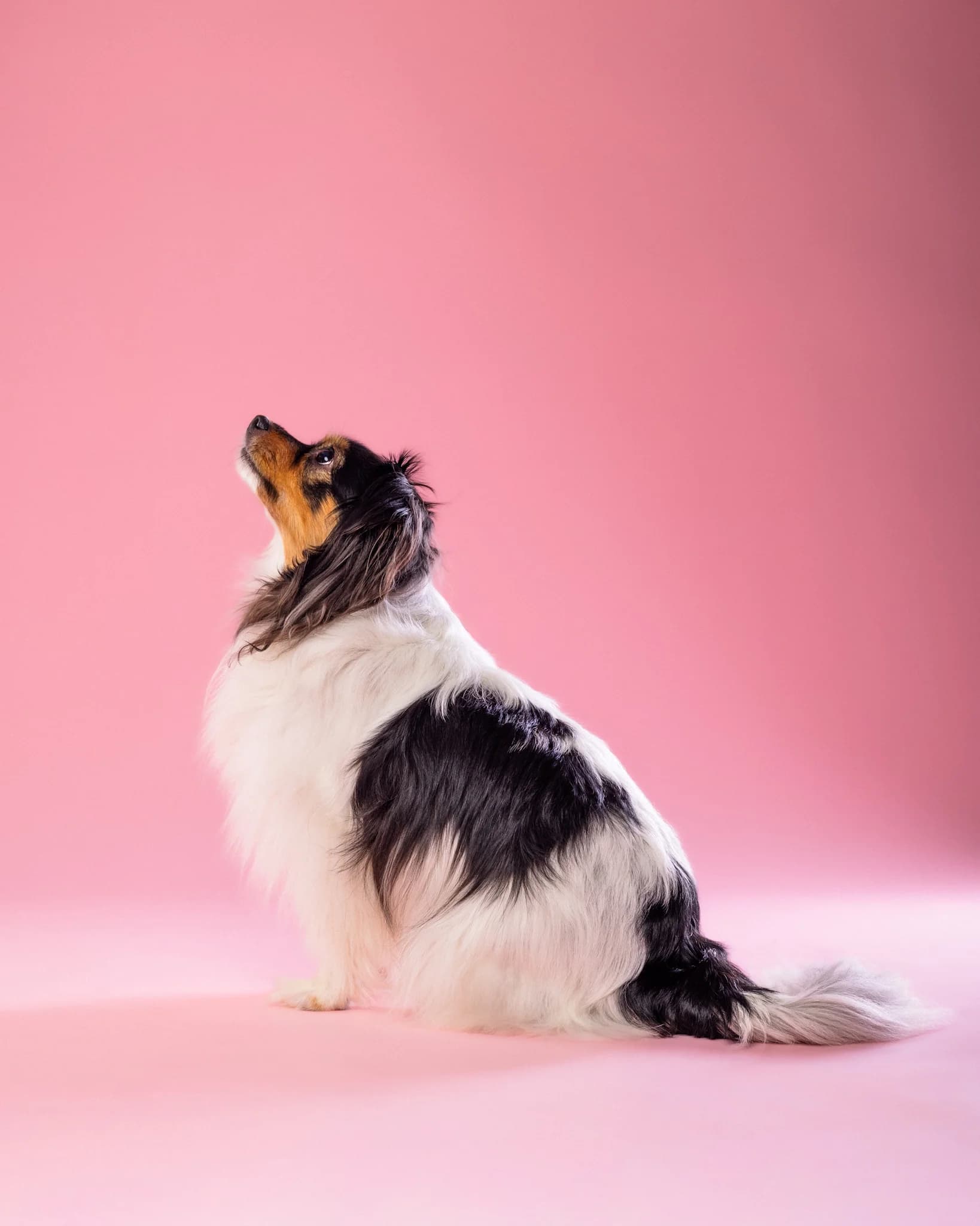 Pies profil siedzący - sesja studyjna fotograf Białystok