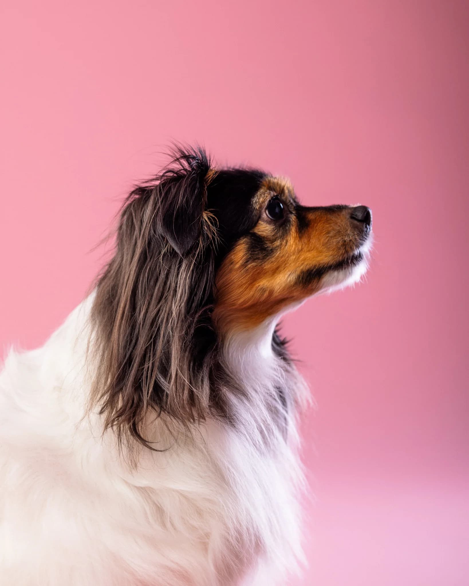 Pies portret profil - sesja na różowym tle ZwierzoKadr Białystok