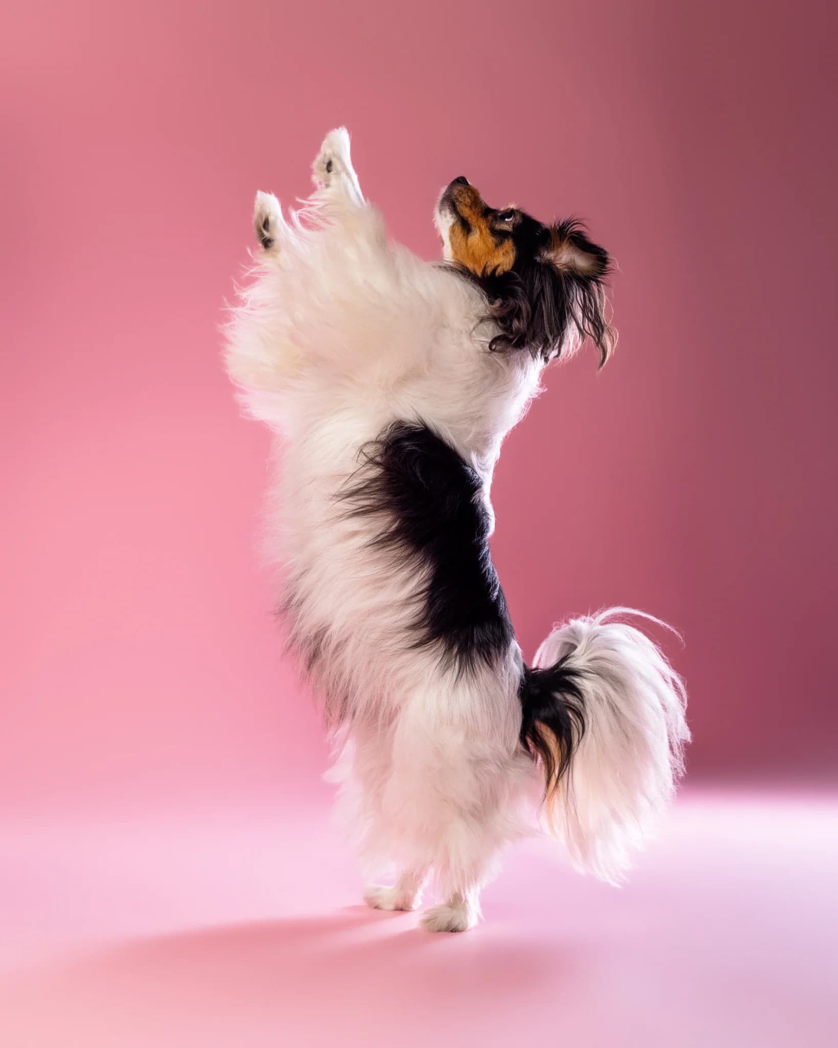 Pies stoi na tylnych łapach - sztuczki ZwierzoKadr Białystok