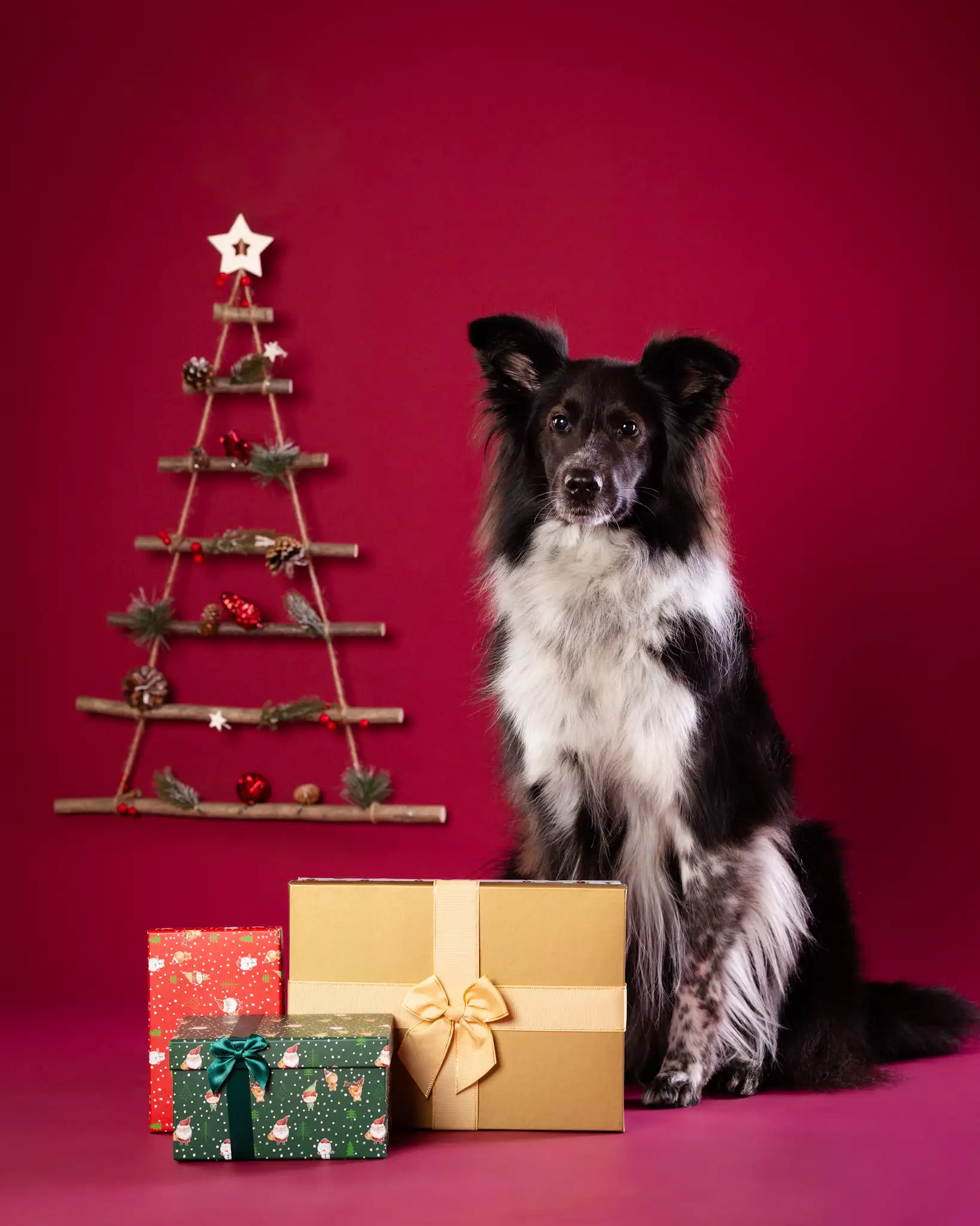 Sesja bożonarodzeniowa psa Białystok
