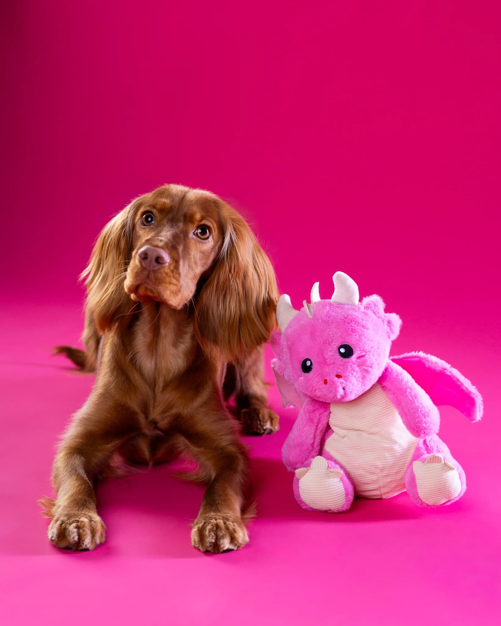 Sesja fotograficzna Cocker Spaniel Nela walentynki - pomysł na prezent Białystok