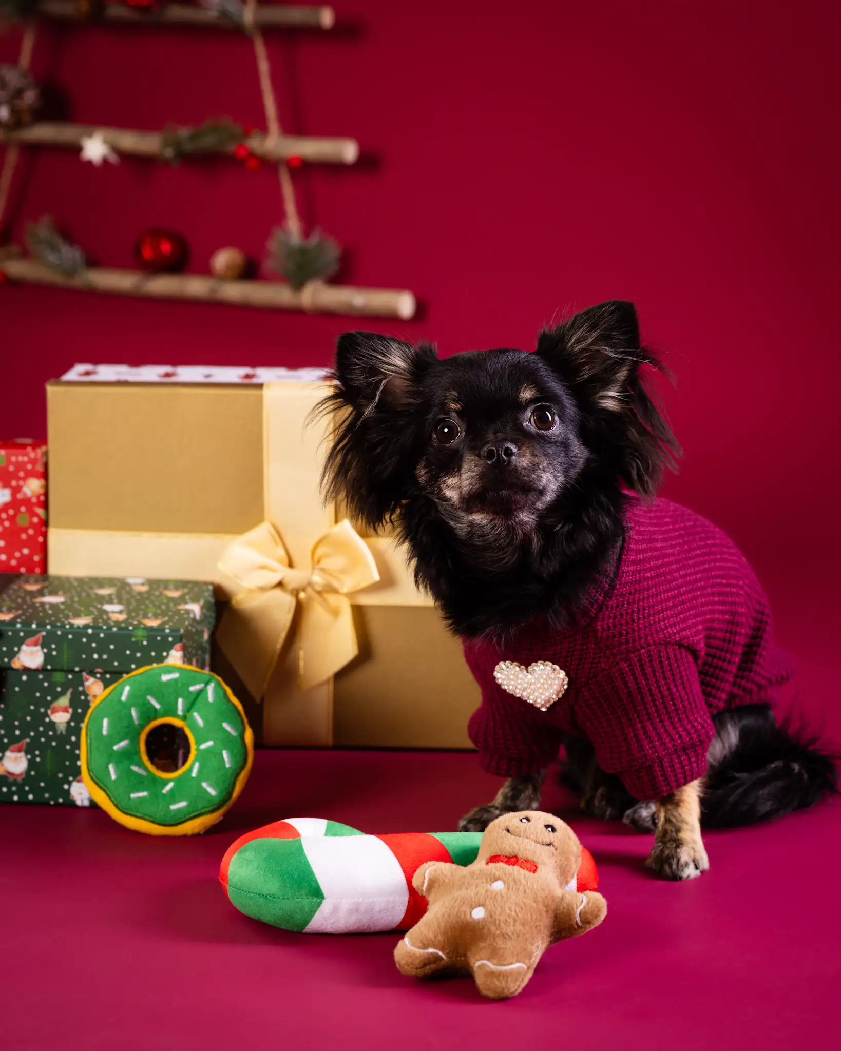 Sesja świąteczna psa Białystok