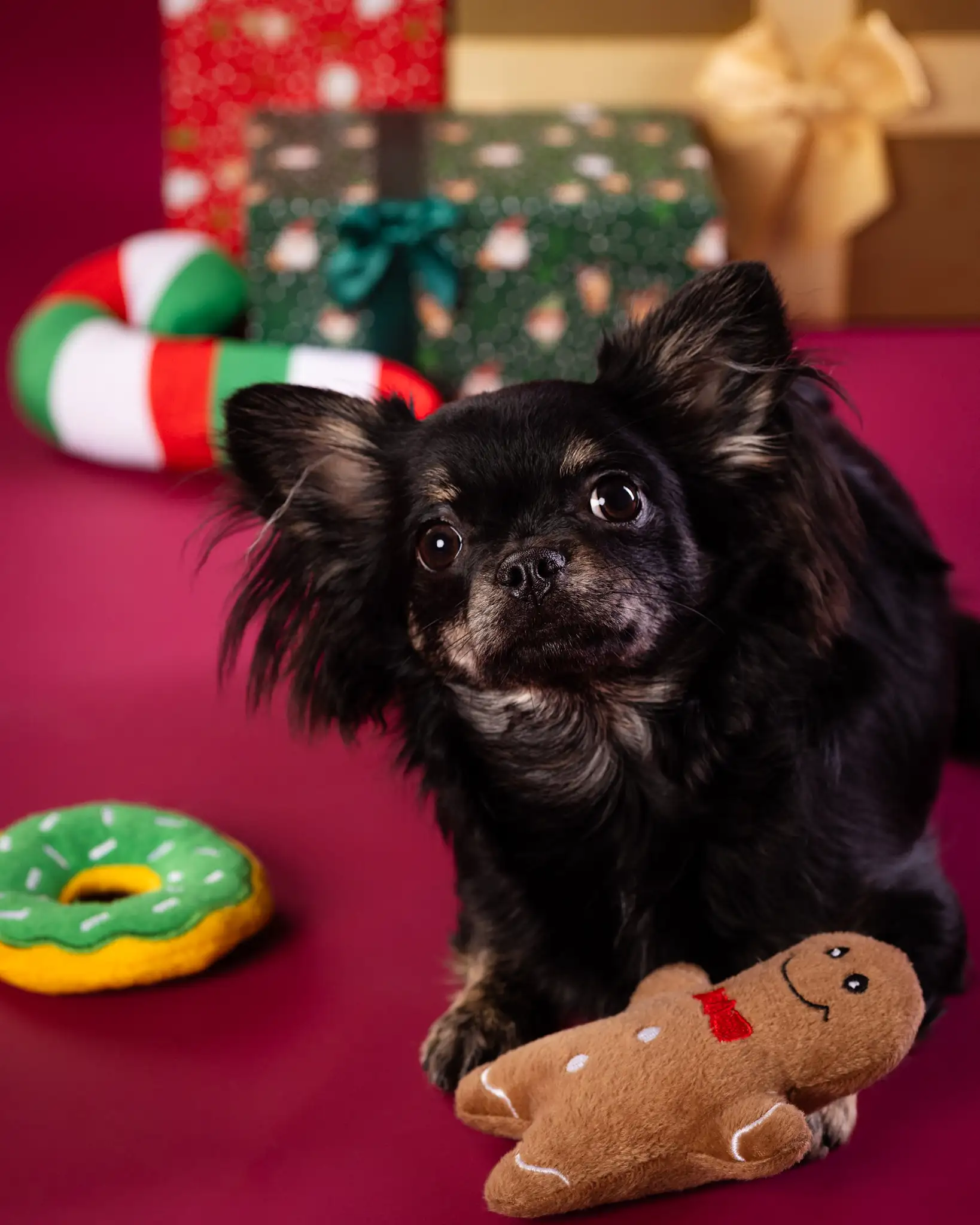 Świąteczna sesja psa w studio Białystok