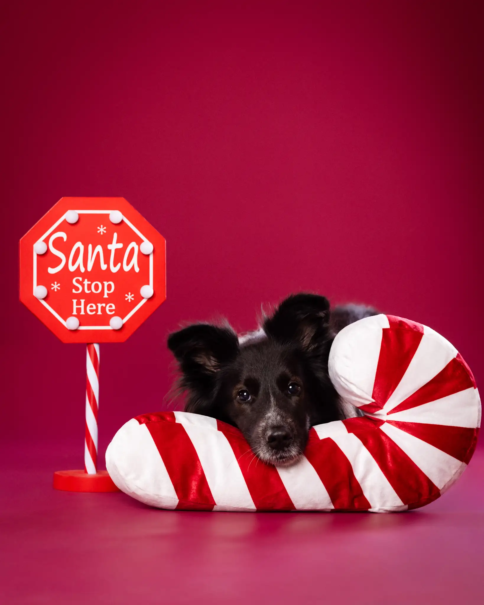 Zimowa sesja psa - fotograf Białystok