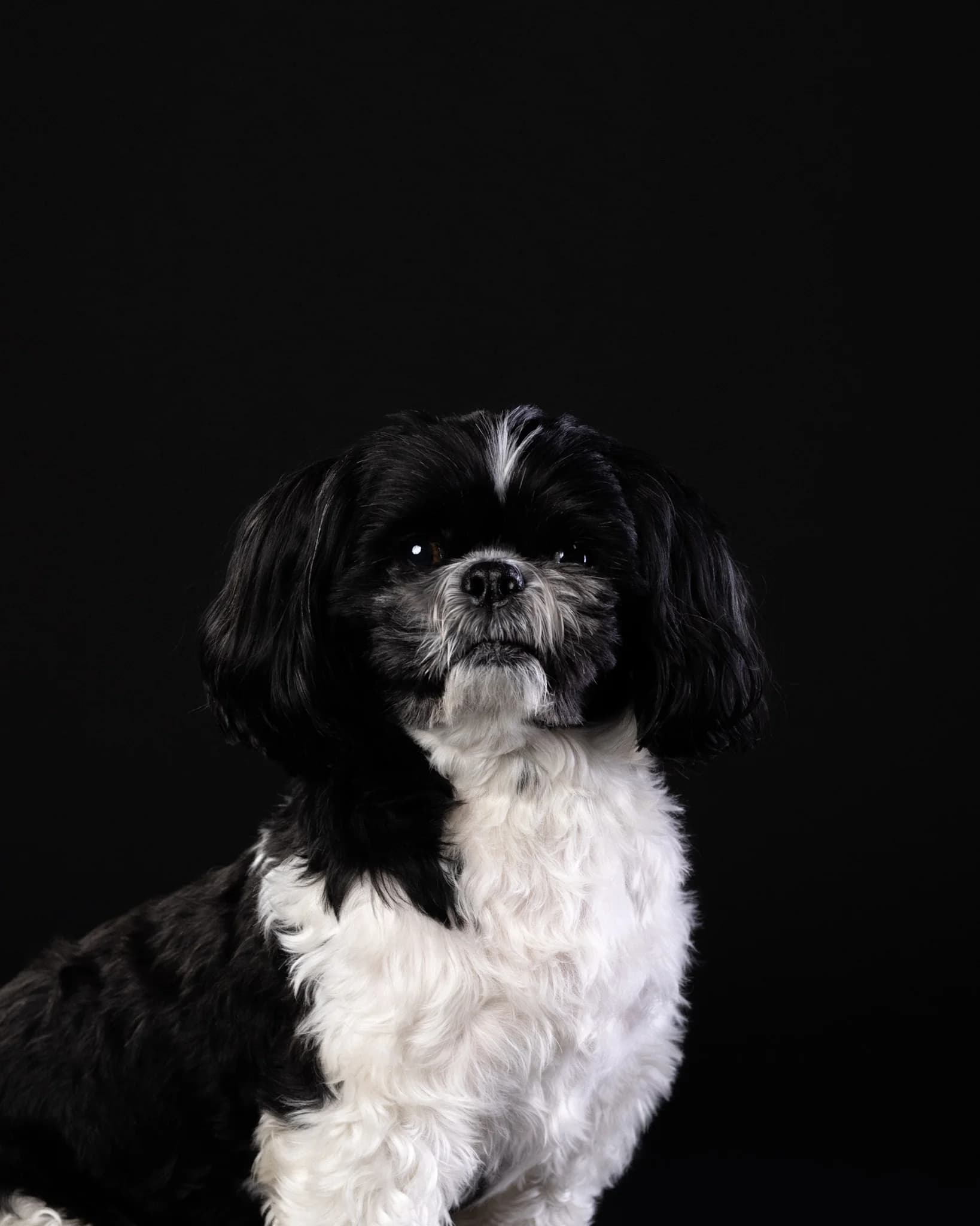 Shih Tzu czarno-biały portret - fotograf zwierząt studio Białystok