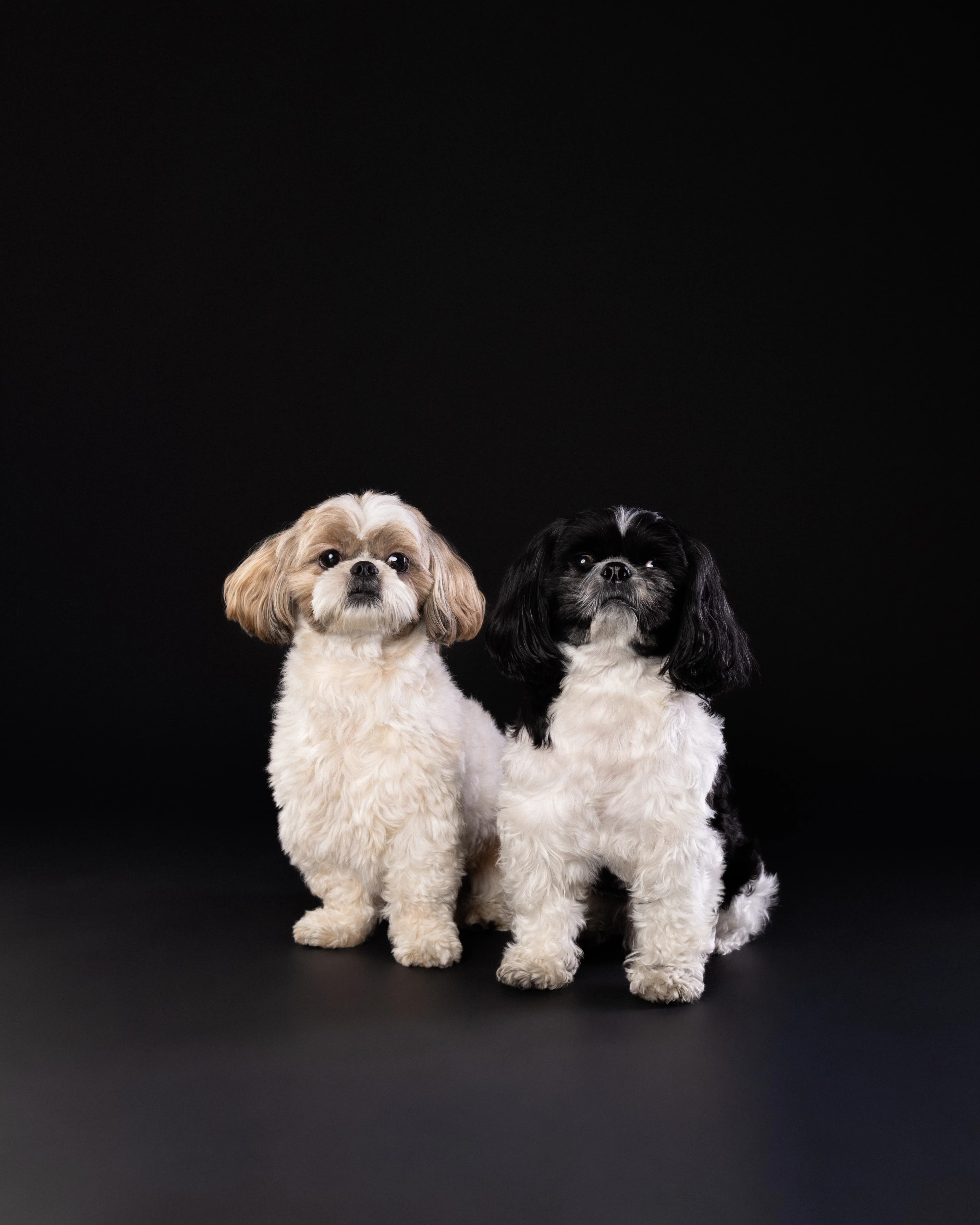 Para Shih Tzu portret - profesjonalna sesja psów Białystok