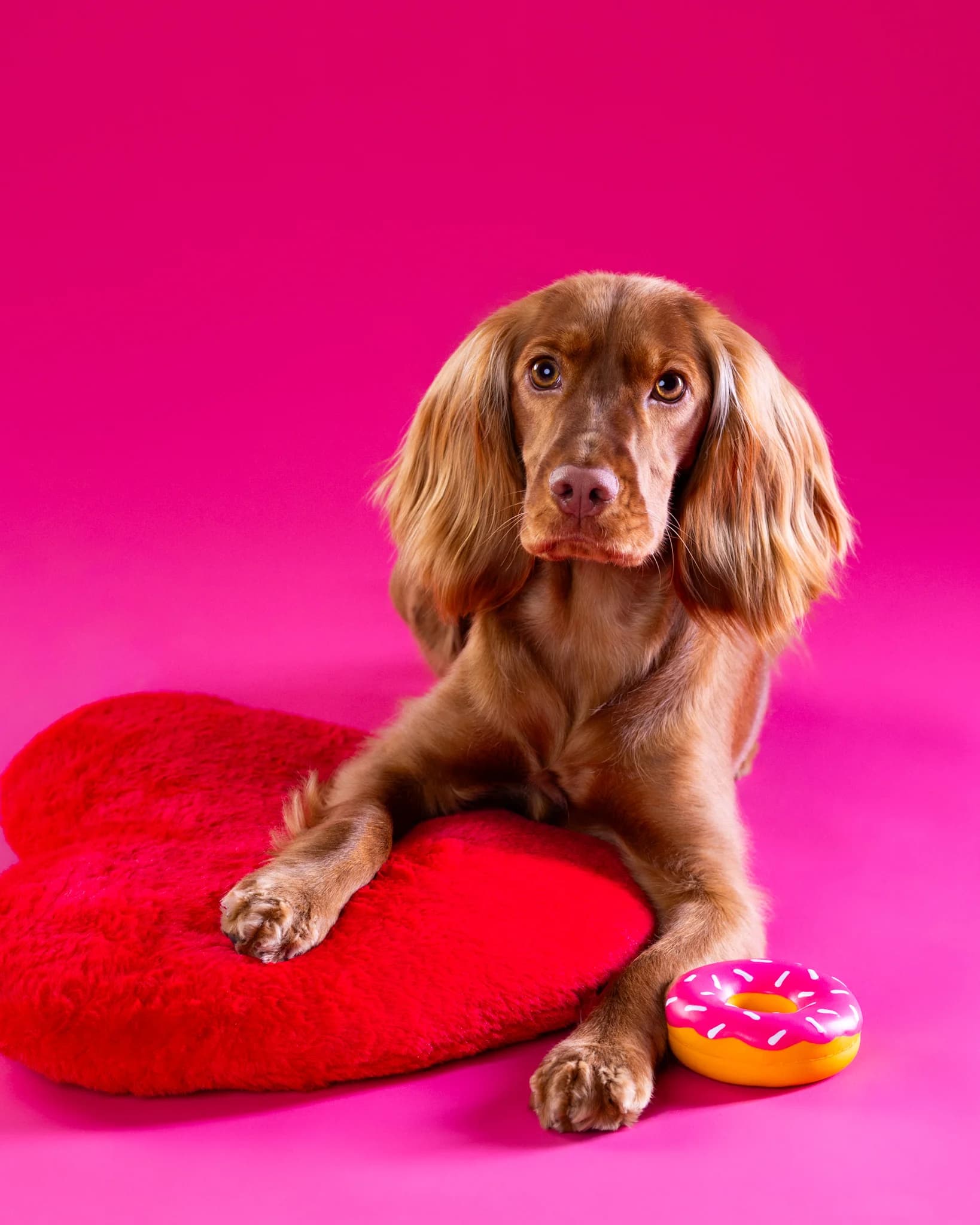Cocker Spaniel Nela portret walentynki - fotograf zwierząt Białystok