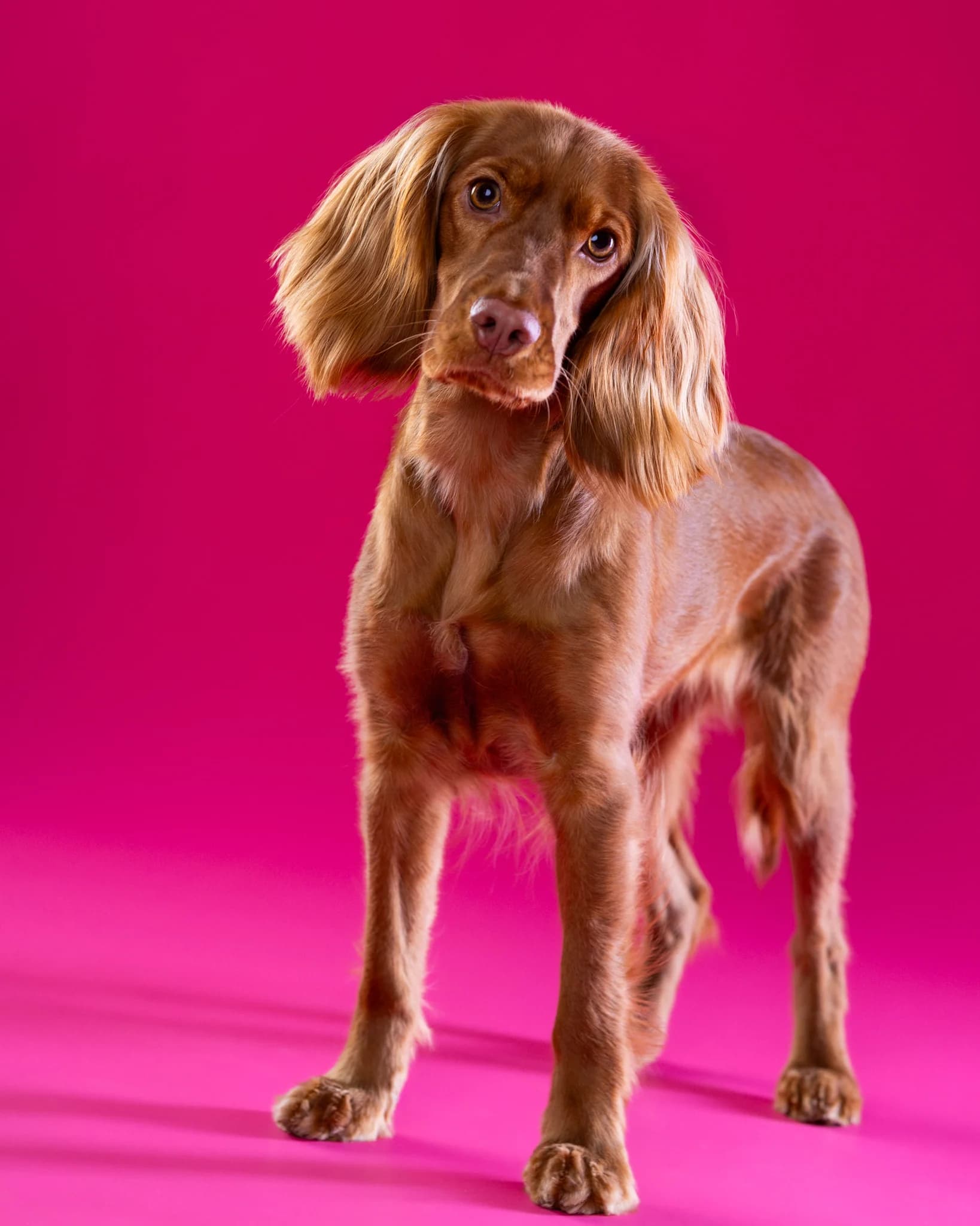 Cocker Spaniel Nela sesja studyjna walentynki - prezent dla miłośnika zwierząt Białystok