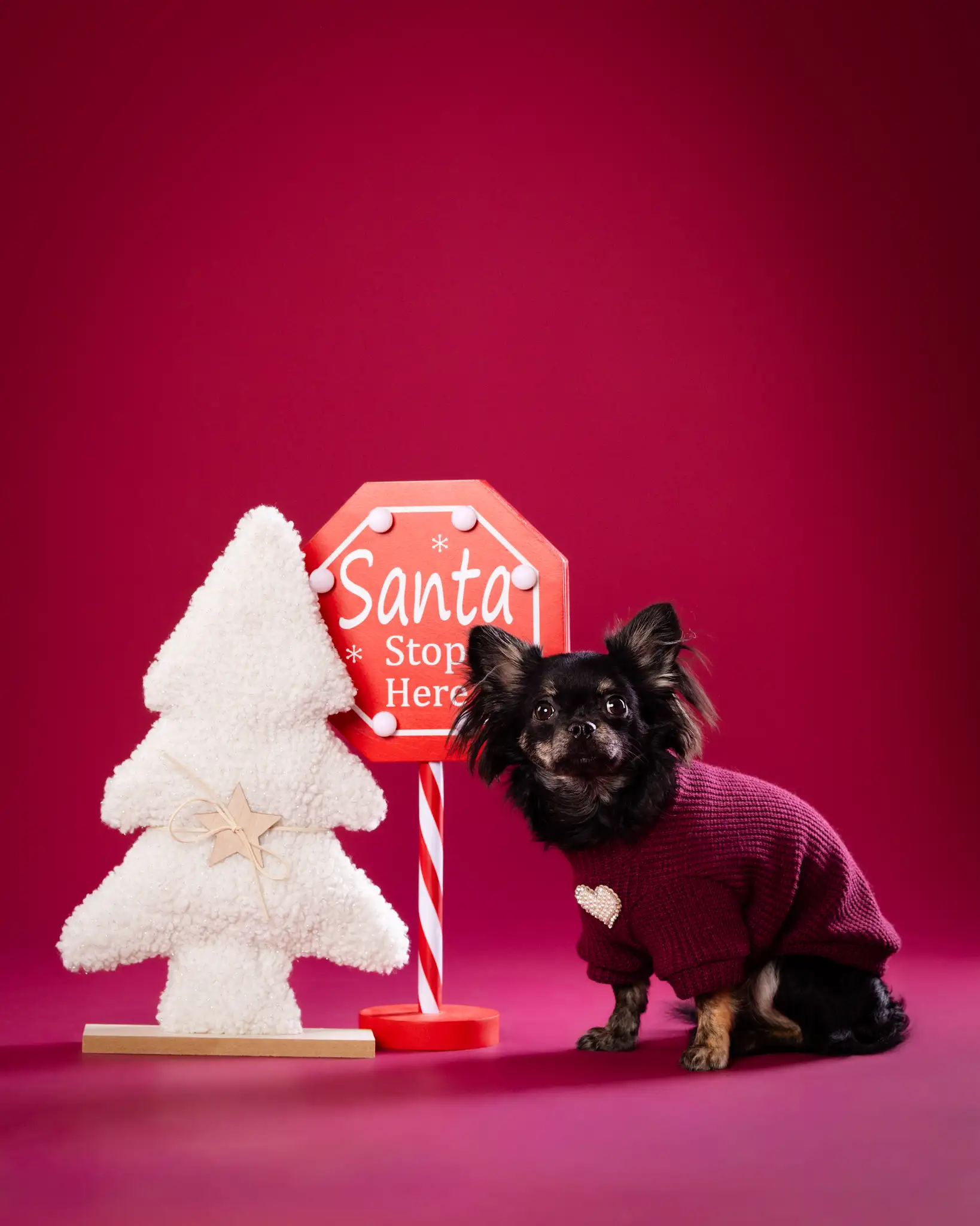 Świąteczna sesja zdjęciowa psa Białystok