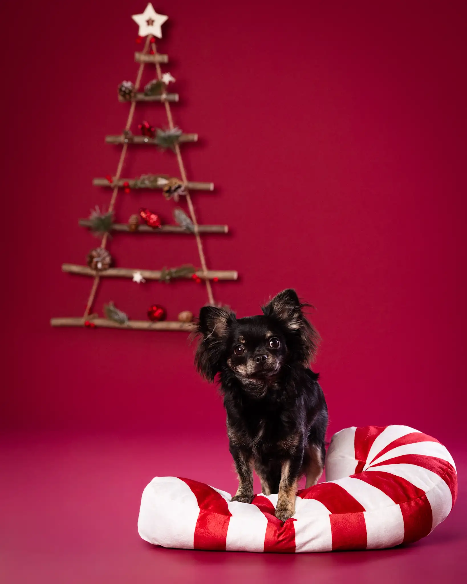 Świąteczne zdjęcia psa w studio Białystok