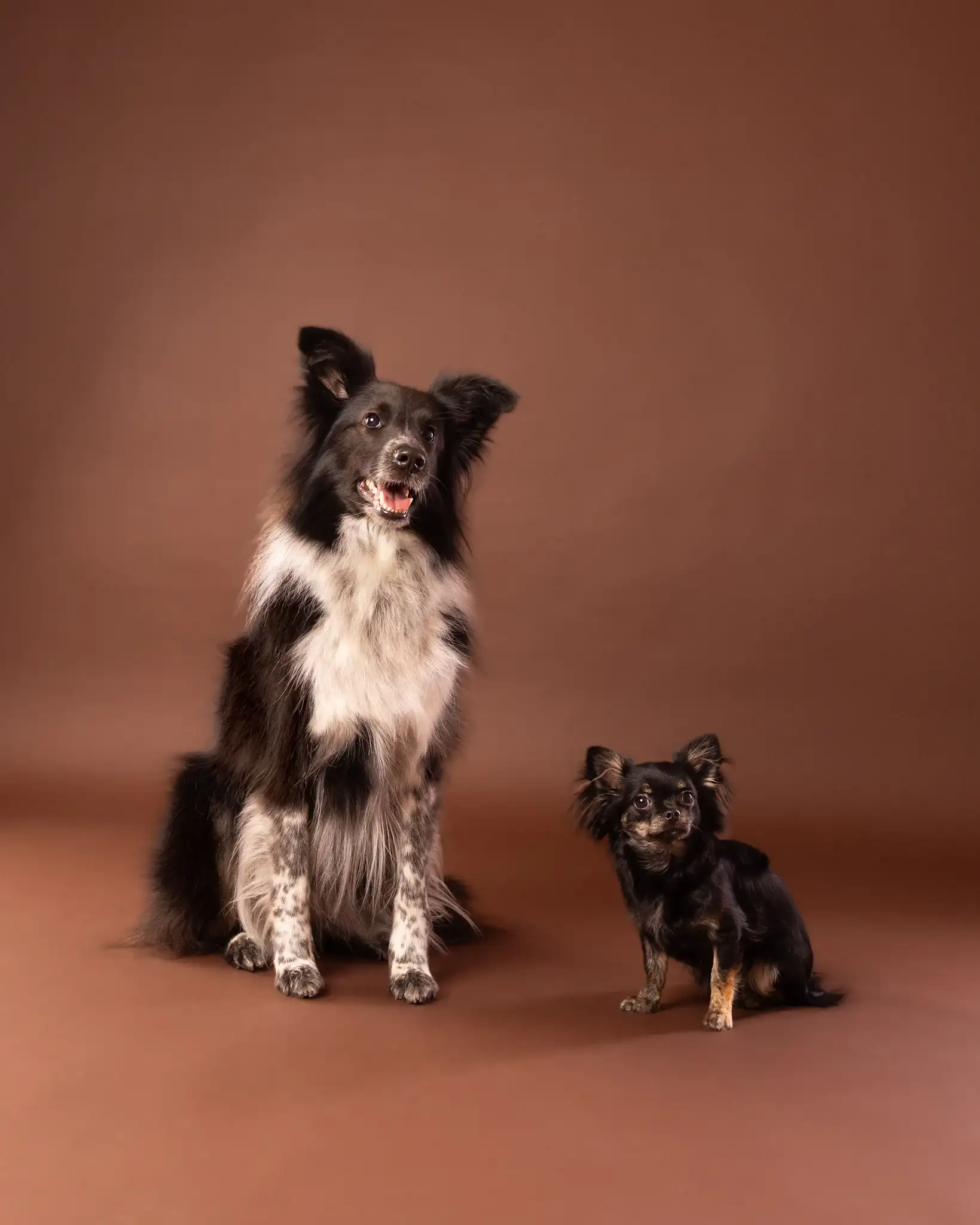 Verna i Aria chihuahua - sesja fotograficzna psów Białystok