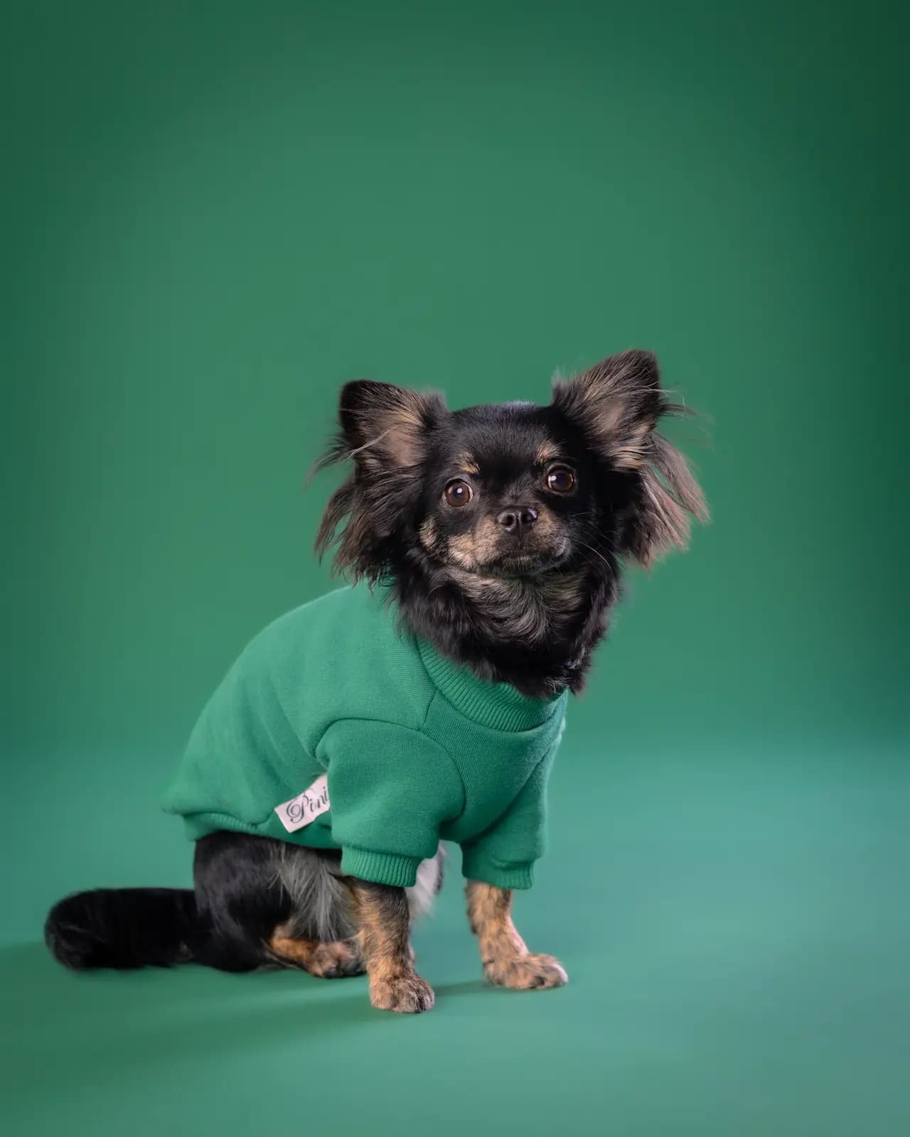 Verna chihuahua - zielona sesja ZwierzoKadr