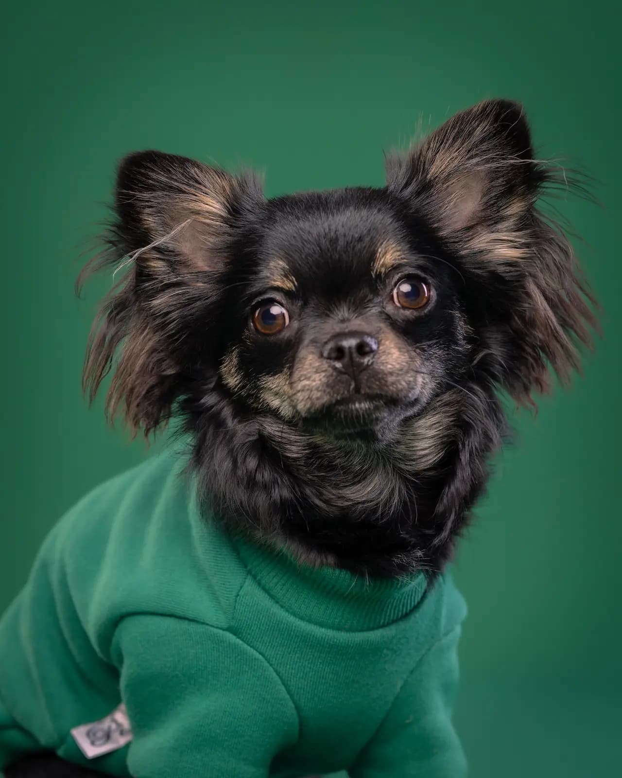 Sesja zielona z chihuahua Verna Białystok