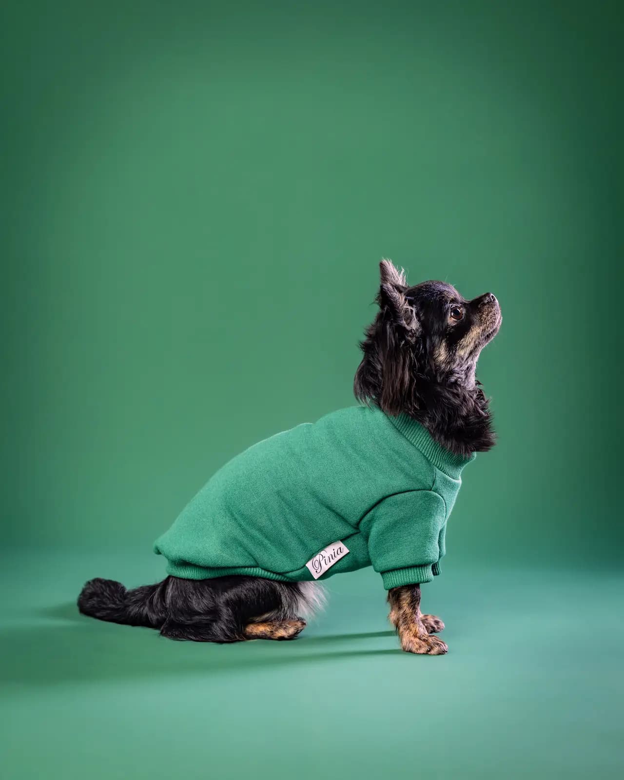 Chihuahua Verna - zielone tło studio Białystok