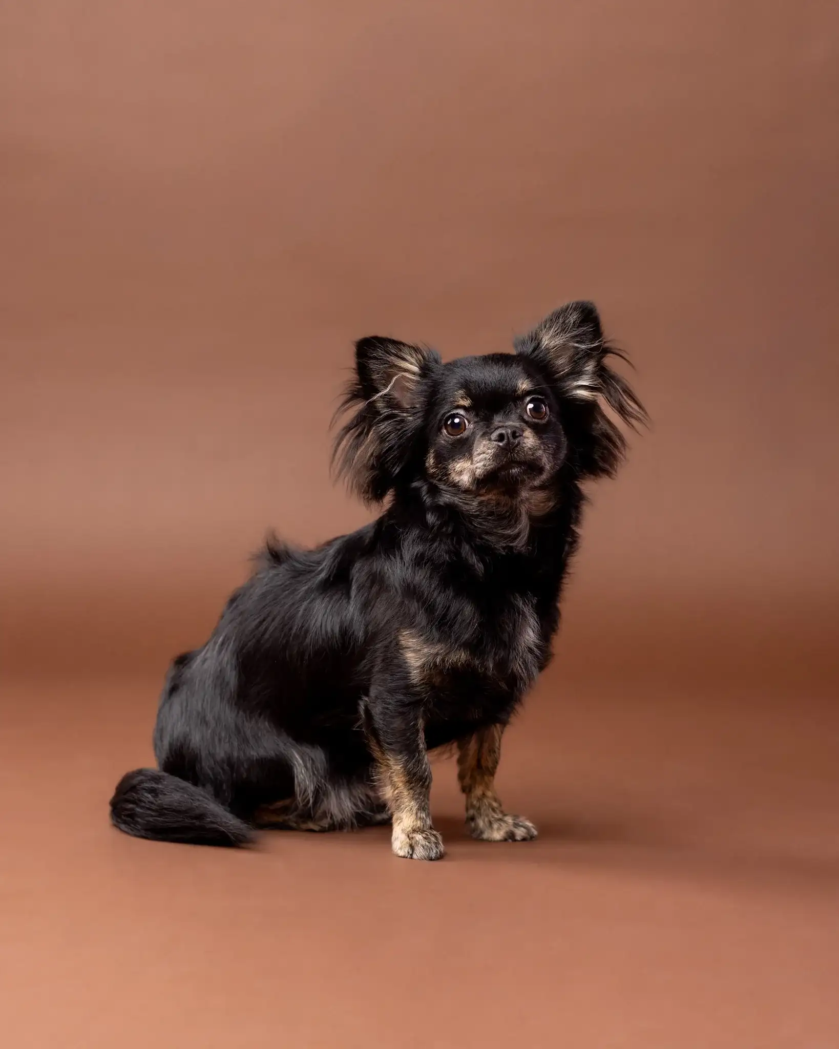 Verna chihuahua - zdjęcie portretowe psa ZwierzoKadr