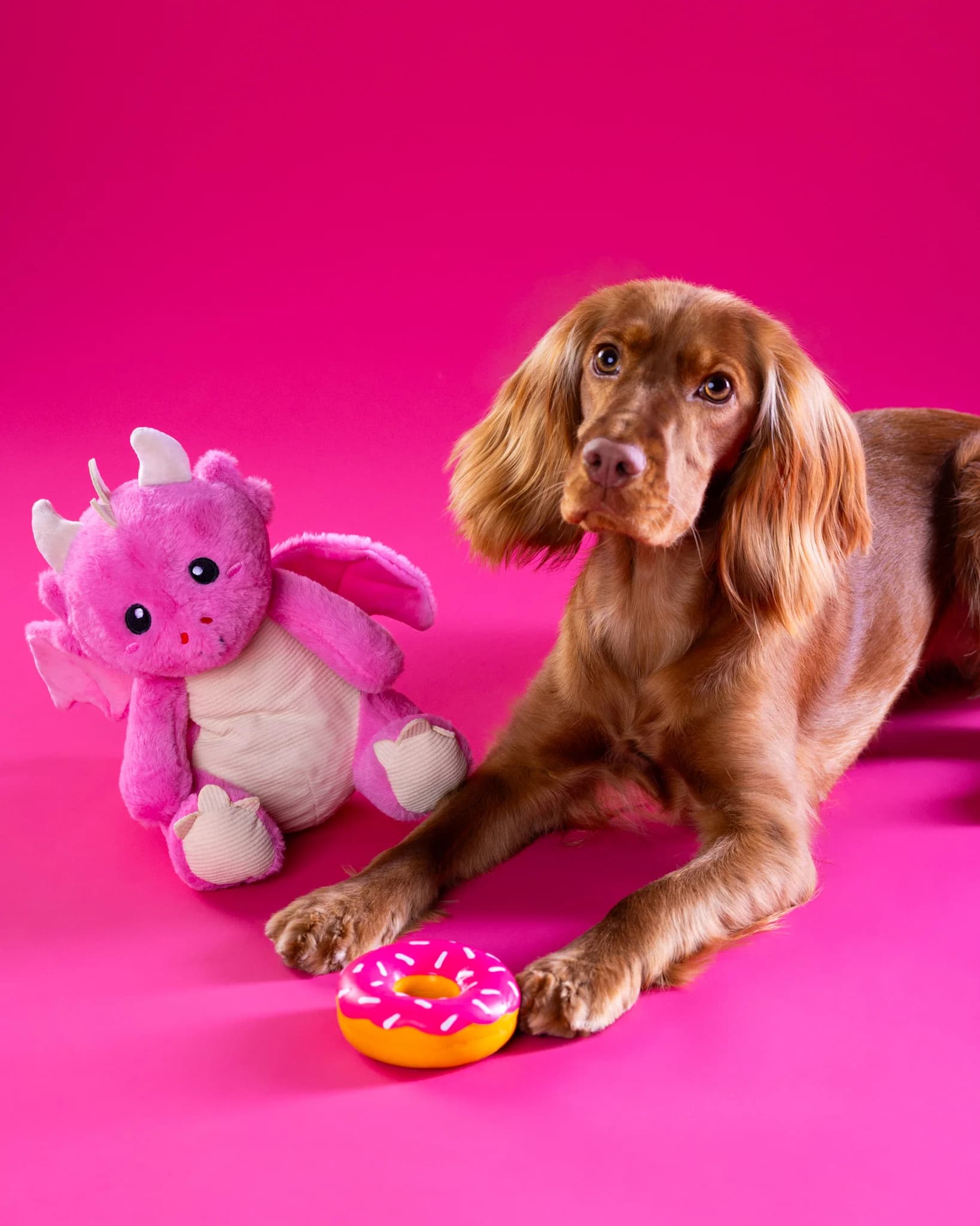 Walentynki sesja Nela Cocker Spaniel z właścicielem - fotograf zwierząt Białystok